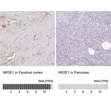 Anti-NR2E1 antibody produced in rabbit Prestige Antibodies&#174; Powered by Atlas Antibodies, affinity isolated antibody, buffered aqueous glycerol solution