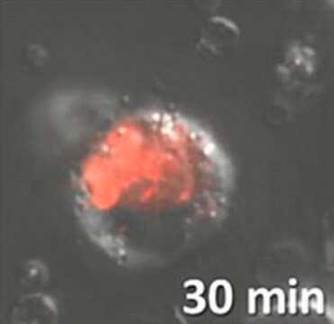 Colorant BioTracker&nbsp;574&nbsp;Red&nbsp;HOCL Live cell imaging dye for hypochlorous acid (HOCl) used to detect phagocytosis, inflammation and cellular apoptosis.