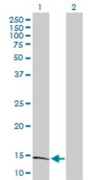 Anti-S100A9 antibody produced in rabbit purified immunoglobulin, buffered aqueous solution