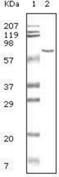 Monoclonal Anti-BSA antibody produced in mouse clone 3H6, ascites fluid