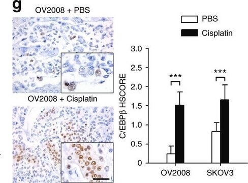 抗C/EBP-&#946; ウサギ宿主抗体 affinity isolated antibody