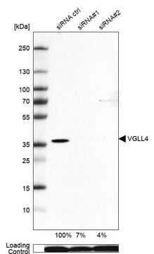 Anti-VGLL4 antibody produced in rabbit Prestige Antibodies&#174; Powered by Atlas Antibodies, affinity isolated antibody, buffered aqueous glycerol solution