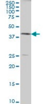 Monoclonal Anti-AHCY antibody produced in mouse clone M1, ascites fluid