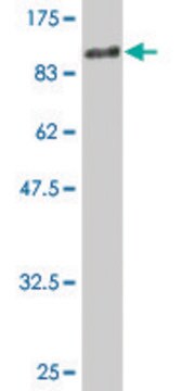 Monoclonal Anti-PTPRO antibody produced in mouse clone 3F4, purified immunoglobulin, buffered aqueous solution