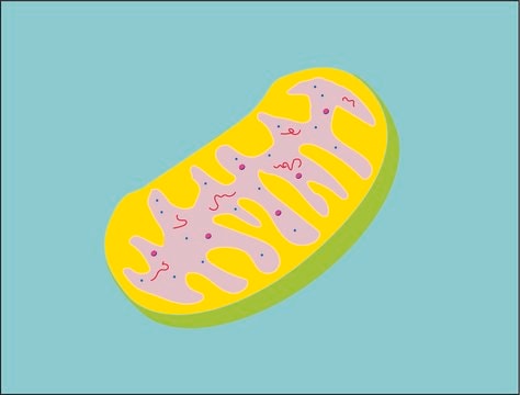 ミトコンドリア単離キット sufficient for 50&#160;applications (2-5 x 107 cells), isolation of enriched mitochondrial fraction from cells