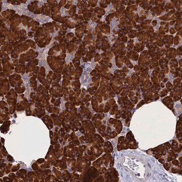 Anti-CCDC68 antibody produced in rabbit Prestige Antibodies&#174; Powered by Atlas Antibodies, affinity isolated antibody, buffered aqueous glycerol solution