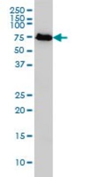 Monoclonal Anti-KNTC2 antibody produced in mouse clone 1A10, purified immunoglobulin, buffered aqueous solution