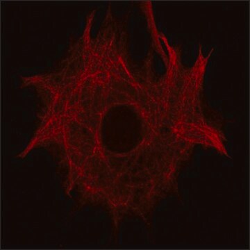 Anti-Nestin (C-terminal region) antibody produced in rabbit ~1.5&#160;mg/mL, affinity isolated antibody