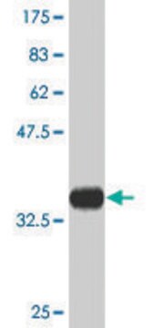 Monoclonal Anti-NUP133, (C-terminal) antibody produced in mouse clone 4F6, purified immunoglobulin, buffered aqueous solution