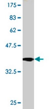 Mysz anty-TRPA1 mAb (6G8) liquid, clone 6G8, Calbiochem&#174;