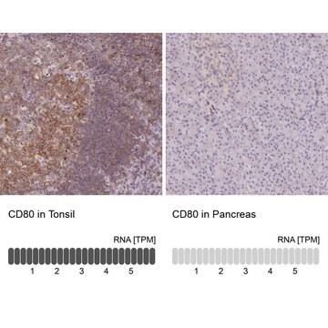 Anty-CD80 Prestige Antibodies&#174; Powered by Atlas Antibodies, affinity isolated antibody, buffered aqueous glycerol solution