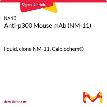 Anti-p300 Mouse mAb (NM-11) liquid, clone NM-11, Calbiochem&#174;