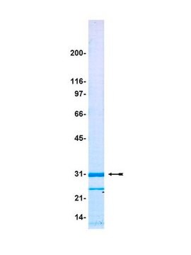 Proteina fluorescente verde