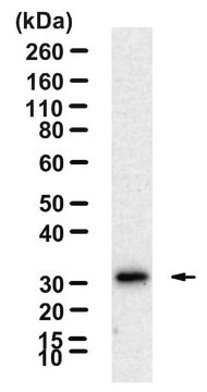 Anti-PLCH2 Antibody, clone 3J3 ZooMAb&#174; Rabbit Monoclonal recombinant, expressed in HEK 293 cells