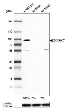 Anti-ZCCHC7 antibody produced in rabbit Prestige Antibodies&#174; Powered by Atlas Antibodies, affinity isolated antibody, buffered aqueous glycerol solution