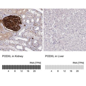 抗PODXL ウサギ宿主抗体 Prestige Antibodies&#174; Powered by Atlas Antibodies, affinity isolated antibody, buffered aqueous glycerol solution