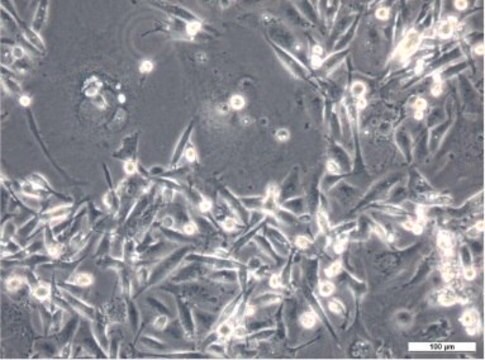 Linia komórkowa MDA-MB-231 human breast adenocarcinoma, 92020424