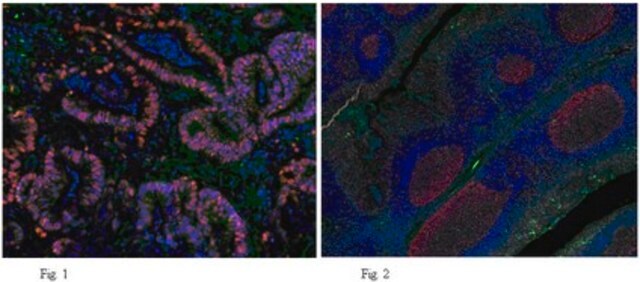 Anticorpo anti-PCNA, clone PC10 clone PC10, from mouse