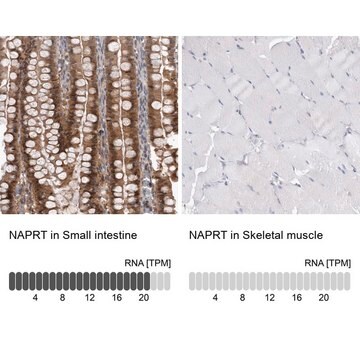 抗NAPRT1抗体 ウサギ宿主抗体 Prestige Antibodies&#174; Powered by Atlas Antibodies, affinity isolated antibody, buffered aqueous glycerol solution, Ab2