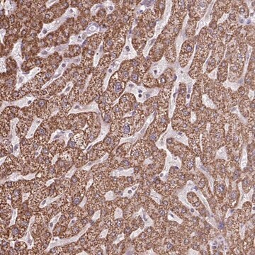 Anti-ALG8 antibody produced in rabbit Prestige Antibodies&#174; Powered by Atlas Antibodies, affinity isolated antibody, buffered aqueous glycerol solution