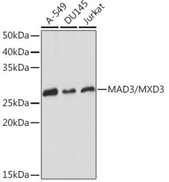 Anti-MAD3/MXD3 antibody produced in rabbit