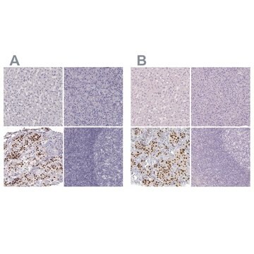 Anti-POU1F1 antibody produced in rabbit Prestige Antibodies&#174; Powered by Atlas Antibodies, affinity isolated antibody, buffered aqueous glycerol solution