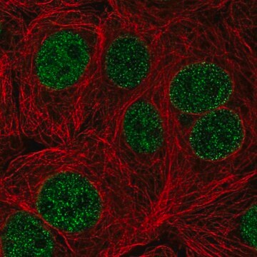 Anti-TTC5 antibody produced in rabbit Prestige Antibodies&#174; Powered by Atlas Antibodies, affinity isolated antibody