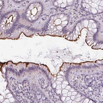 Anti-EYA3 antibody produced in rabbit Prestige Antibodies&#174; Powered by Atlas Antibodies, affinity isolated antibody, buffered aqueous glycerol solution