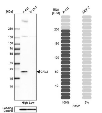 抗CAV2抗体 ウサギ宿主抗体 Prestige Antibodies&#174; Powered by Atlas Antibodies, affinity isolated antibody, buffered aqueous glycerol solution