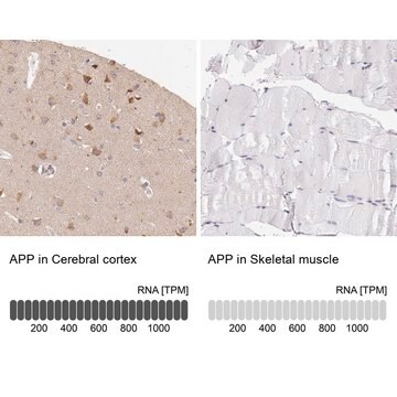 抗APP ウサギ宿主抗体 Prestige Antibodies&#174; Powered by Atlas Antibodies, affinity isolated antibody, buffered aqueous glycerol solution