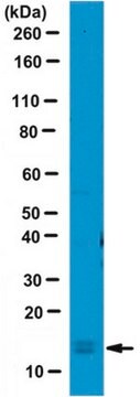 Anticuerpo anti-LC3 serum, from rabbit