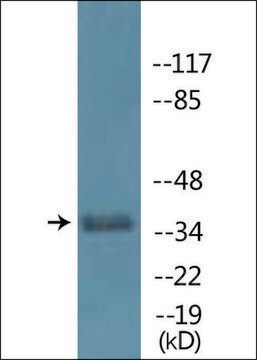 Anti-phospho-Cyclin H (pThr315) antibody produced in rabbit affinity isolated antibody