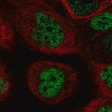 Anti-PALB2 antibody produced in rabbit Prestige Antibodies&#174; Powered by Atlas Antibodies, affinity isolated antibody