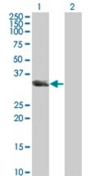 Monoclonal Anti-UNC119 antibody produced in mouse clone 2F9-2A9, ascites fluid