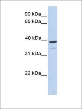 Anti-TRIM27 affinity isolated antibody