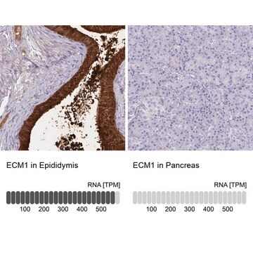 Anti-ECM1 antibody produced in rabbit Prestige Antibodies&#174; Powered by Atlas Antibodies, affinity isolated antibody, buffered aqueous glycerol solution