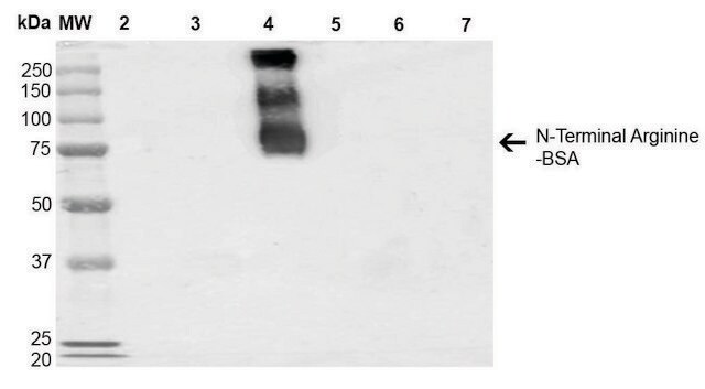 Monoclonal Anti-N-terminal Arginylation-Allophycocyanin antibody produced in mouse clone 4A9