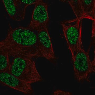 Anty-RALYL Prestige Antibodies&#174; Powered by Atlas Antibodies, affinity isolated antibody