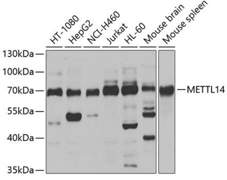 Anti-METTL14 antibody produced in rabbit