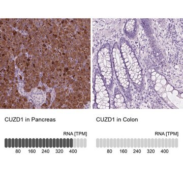 Anty-CUZD1 Prestige Antibodies&#174; Powered by Atlas Antibodies, affinity isolated antibody, buffered aqueous glycerol solution