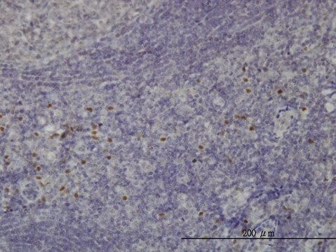 Monoclonal Anti-TCF12 antibody produced in mouse clone 2E9, purified immunoglobulin, buffered aqueous solution