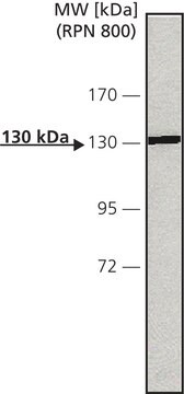 Monoclonal Anti-Calcium Sensing Receptor in Maus hergestellte Antikörper clone HL1499 (6D4-3F4-6C4), purified from hybridoma cell culture