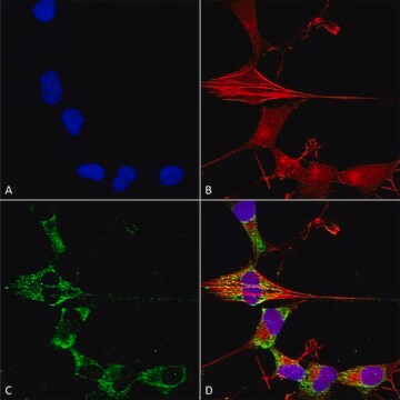 Monoclonal Anti-Protocadherin Gamma (Pan) - Atto 594 antibody produced in mouse clone S159-5, purified immunoglobulin