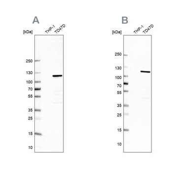 Anti-RABEP1 antibody produced in rabbit Prestige Antibodies&#174; Powered by Atlas Antibodies, affinity isolated antibody, buffered aqueous glycerol solution, Ab2