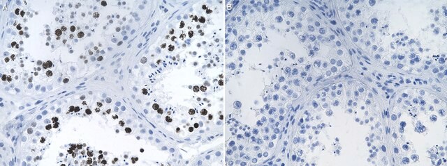 Anti-POLQ Antibody, clone 2F5 ZooMAb&#174; Rabbit Monoclonal recombinant, expressed in HEK 293 cells