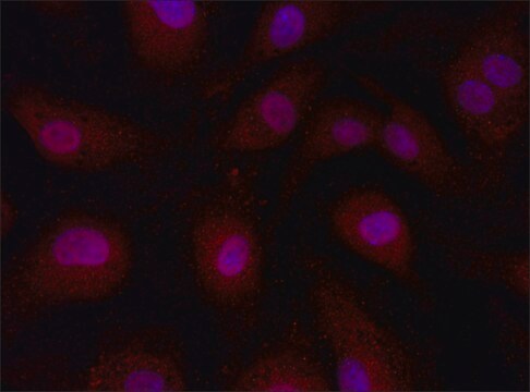 Anti-EI24 (46-57) antibody produced in rabbit IgG fraction of antiserum, buffered aqueous solution