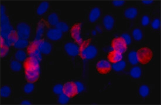 Anti-c-Myc antibody, Mouse monoclonal clone 9E10, purified from hybridoma cell culture