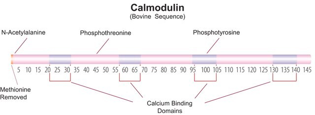 カルモジュリン from bovine testes BioUltra, &#8805;98% (SDS-PAGE), lyophilized powder, essentially salt free