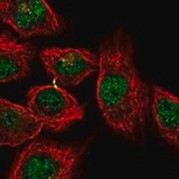 Anti-KCTD1 antibody produced in rabbit Prestige Antibodies&#174; Powered by Atlas Antibodies, affinity isolated antibody, buffered aqueous glycerol solution