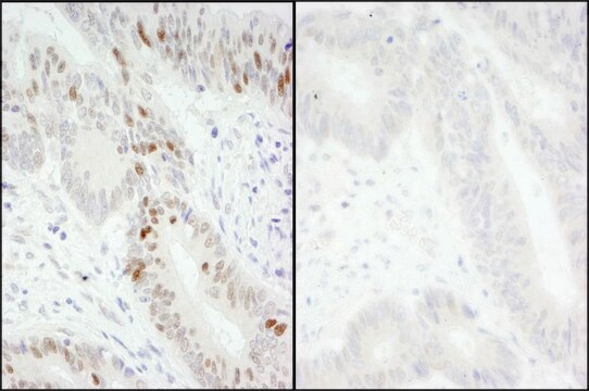 Rabbit anti-Phospho MCM2 (S40/S41) Antibody, Affinity Purified Powered by Bethyl Laboratories, Inc.